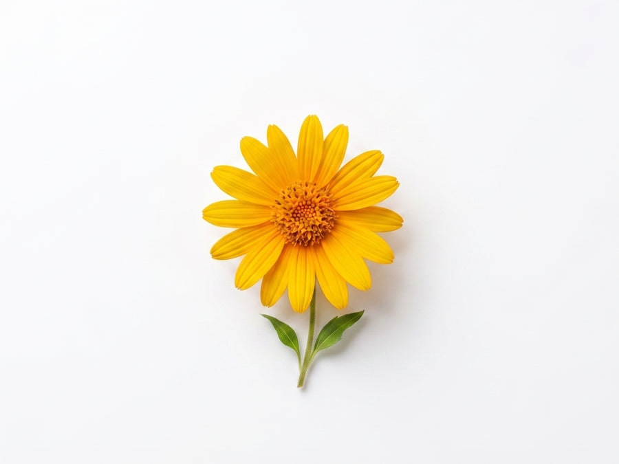 Арника (Arnica Montana Flower Extract)
