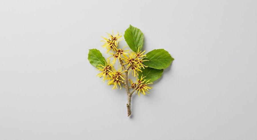 Хамамелис (Hamamelis Virginiana Extract)