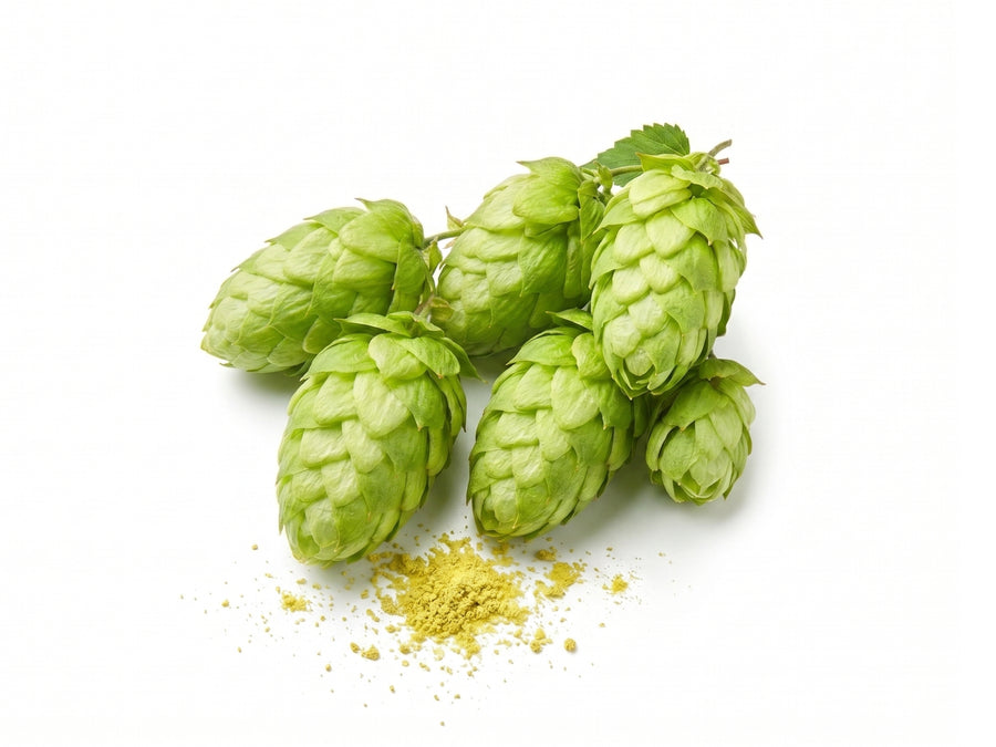 Хмел (Humulus Lupulus Extract)