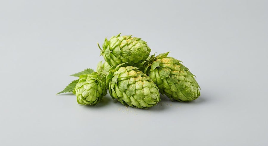 Хмел (Humulus Lupulus Extract)