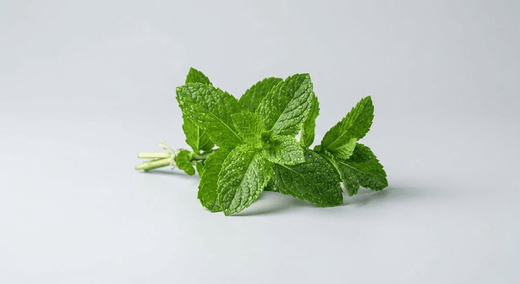 Мента (Mentha Piperita Extract)