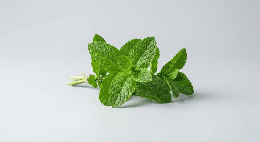 Мента (Mentha Piperita Extract)