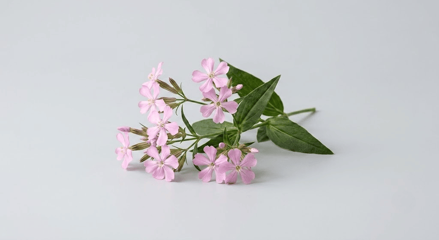 Сапунка (Saponaria Officinalis Extract)